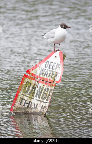Black headed gull perched on top of a deep water sign Stock Photo