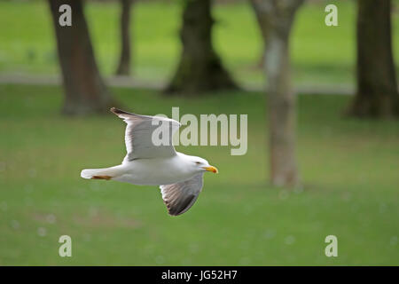 Close up shot of a black headed gull flying Stock Photo