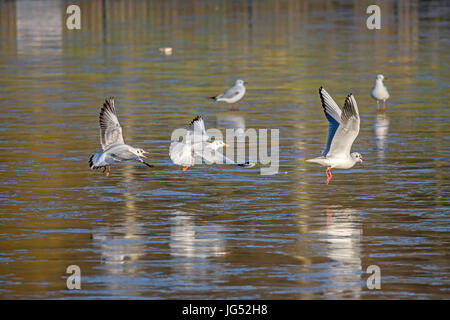 Black headed gulls chasing each other after food Stock Photo