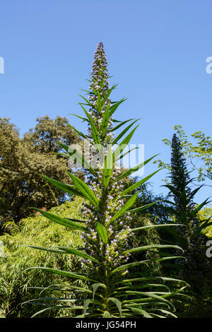 Echium pininana (or Echium pinnifolium).  Also known as giant viper's bugloss, tower of jewels, tree echium and pine echium.  Family: Boraginaceae Stock Photo