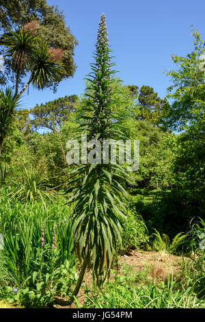 Echium pininana (or Echium pinnifolium).  Also known as giant viper's bugloss, tower of jewels, tree echium and pine echium.  Family: Boraginaceae Stock Photo