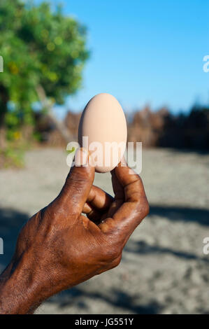 Megapode egg, Savo island, Salomon Islands, Pacific Stock Photo