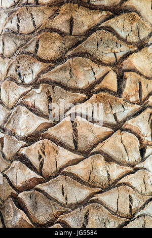 Palm Tree Texture in close up. Palm tree bark, Caleta de Fuste