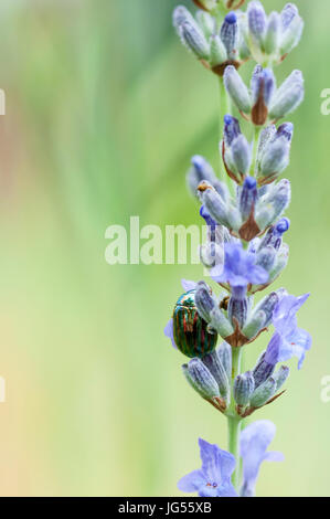 Rosemary Beetle, Chrysolina americana on lavender. Stock Photo