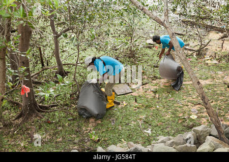 Clearing rubbish from the mangroves, low tide, Singapore Sungai Buloh coastal reserve Stock Photo