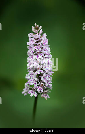 Dactylorhiza fuchsii, the common spotted orchid, is a species of flowering plant in the orchid family Orchidaceae. Stock Photo