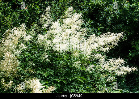 Bride's Feathers Aruncus dioicus white flowers garden plant Stock Photo