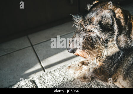 Dachshund portrait, a closeup of the long haired dog lying down. Stock Photo