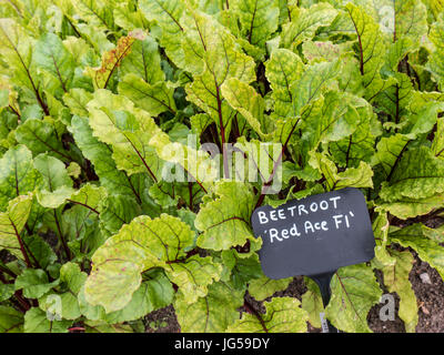 BEETROOT RED ACE Beta vulgaris 'Red Ace' F1 very strong grower will do well in most sites and soils, and good in dry seasons Stock Photo