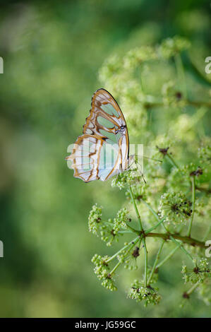 Malachite butterfly with wings closed with soft green background Stock Photo