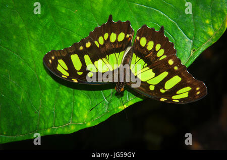 Malachite Butterfly image taken in Panama Stock Photo