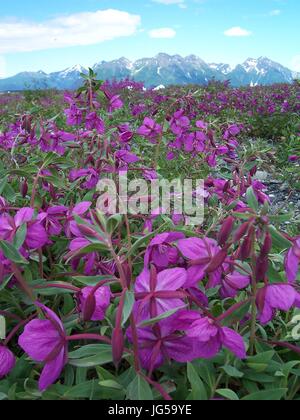 Photo Of Wild Flowers In Alaska Stock Photo Alamy
