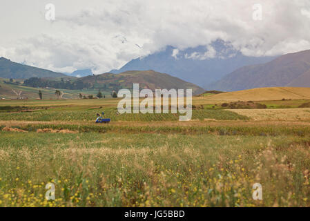 people working on agriculture field in Peru. Harvest time in farm Stock Photo