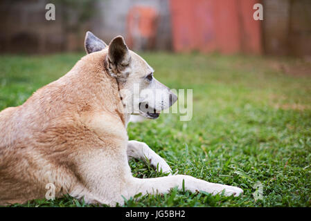 Guard shepherd dog laying on green grass on yard. Domestic pet dog laying outside Stock Photo