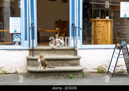 Resting Springer Spaniel on stone steps with a cat. Stock Photo