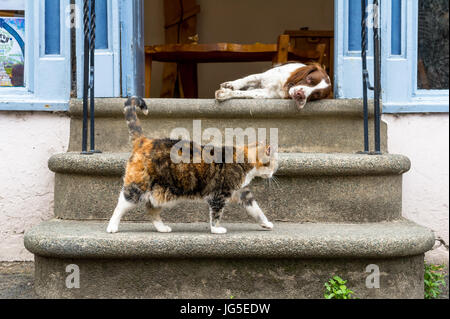 Resting Springer Spaniel on stone steps with a cat. Stock Photo