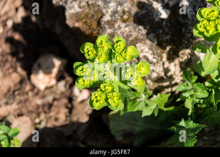 Alonei Abba nature reserve at Spring, Israel Stock Photo