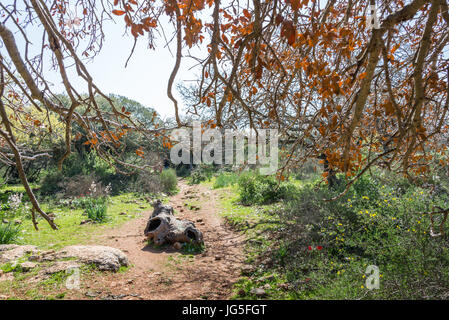 Alonei Abba nature reserve at Spring, Israel Stock Photo