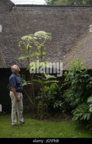 Elderly man looking up to very tall Giant hogweed (Heracleum mantegazzianum), Dutch museum village Orvelte, Drenthe, Netherlands Stock Photo