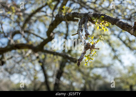 Alonei Abba nature reserve at Spring, Israel Stock Photo