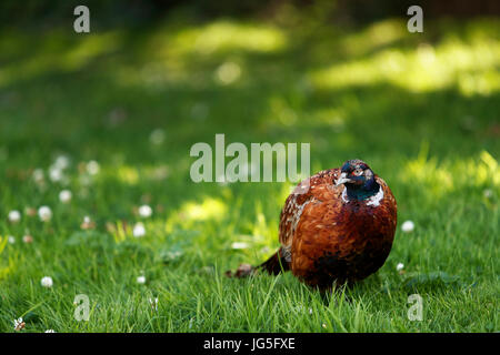 Young male Pheasant visiting a garden in search of food. Stock Photo