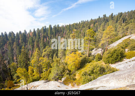 Viewing point from Generals Hwy thru Sequoia National Park in California, USA Stock Photo