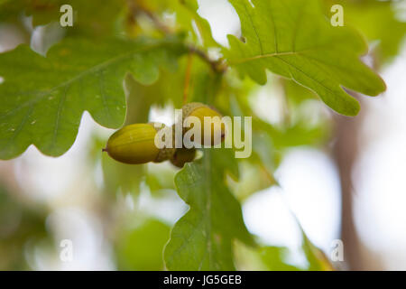 Acorns hanging from a tree, UK Stock Photo