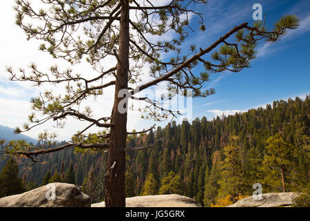 Viewing point from Generals Hwy thru Sequoia National Park in California, USA Stock Photo