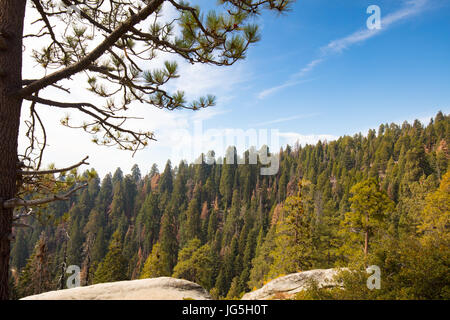 Viewing point from Generals Hwy thru Sequoia National Park in California, USA Stock Photo