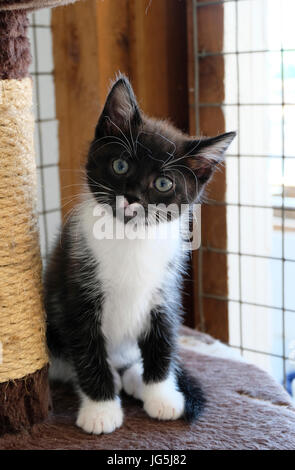 Young black and white kitten in British animal sanctuary awaiting adoption Stock Photo