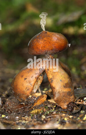 Arched Earthstar (aka Acrobatic Earthstar) - Geastrum fornicatum Stock Photo