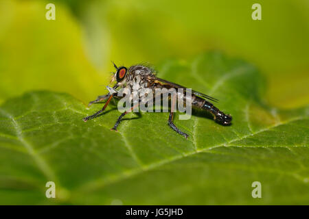 Robber fly (Asilidae) feeding from an aphid (Aphidoidea), Schleswig-Holstein, Germany Stock Photo