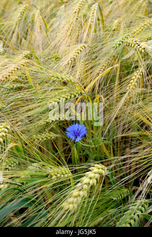 Cornflower (Cyanus segetum) in barley (Hordeum vulgare) field, Hesse, Germany Stock Photo