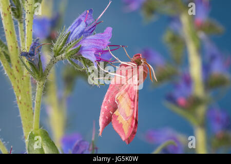 Kleiner Weinschwärmer, Deilephila porcellus, Pergesa porcellus, small elephant hawkmoth, small elephant hawk-moth, Petit sphinx de la vigne, Petit pou Stock Photo