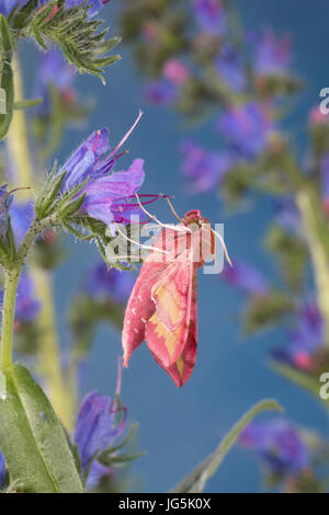 Kleiner Weinschwärmer, Deilephila porcellus, Pergesa porcellus, small elephant hawkmoth, small elephant hawk-moth, Petit sphinx de la vigne, Petit pou Stock Photo