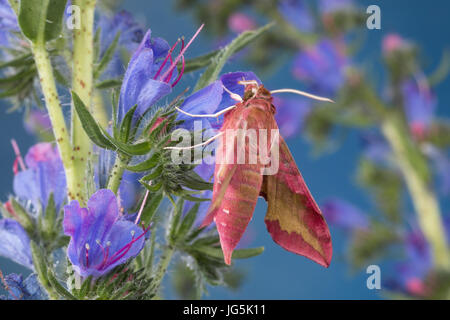 Kleiner Weinschwärmer, Deilephila porcellus, Pergesa porcellus, small elephant hawkmoth, small elephant hawk-moth, Petit sphinx de la vigne, Petit pou Stock Photo