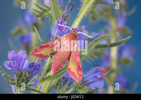 Kleiner Weinschwärmer, Deilephila porcellus, Pergesa porcellus, small elephant hawkmoth, small elephant hawk-moth, Petit sphinx de la vigne, Petit pou Stock Photo