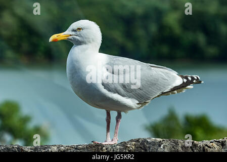Herring Gull. Seagull Stock Photo