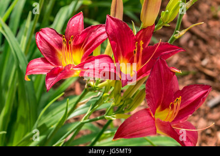 Perennial orange and red tiger lilies (Lilium lancifolium)(Hemerocallis Fulva) Stock Photo