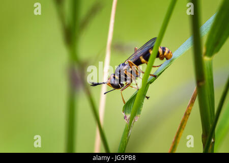 UK wildlife: a wasp mimic, Conops quadrifasciatus is a parasitoid fly whose larvae are internal parasites of bumblebees, West Yorkshire, England, UK Stock Photo