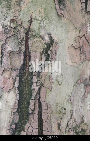 Close up of tree bark with a deep crack