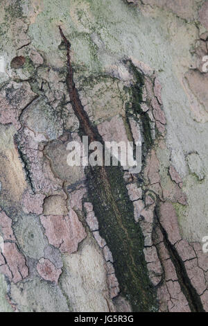 Close up of tree bark with a deep crack