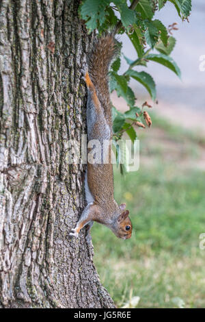 View of a Squirrels on Large Tree Trunk