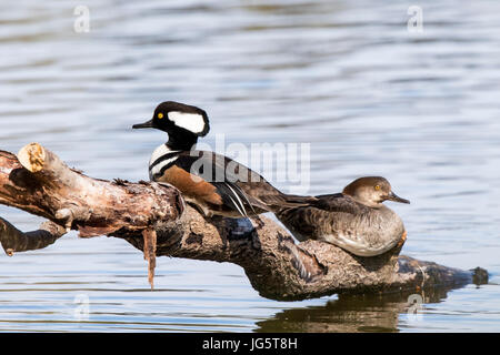 Bird Hooded Merganser, Lophodytes cucullatus male and female on Kah Tai Lagoon in Port Townsend, Washington. Stock Photo