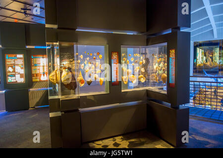 HOUSTON, USA - JANUARY 12, 2017: Seashell exposition, inside of the National Museum of Natural Science in Orlando Houston in USA. Stock Photo