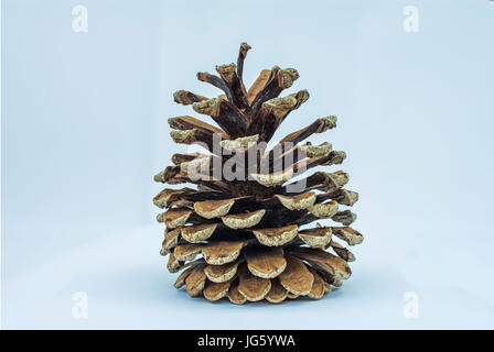 Close up photo of a seed bearing pine cone Stock Photo