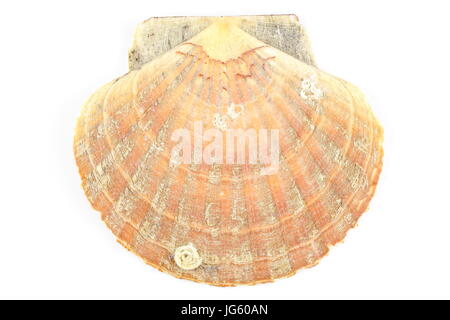 composition of a scallop shell isolated on a white background Stock Photo