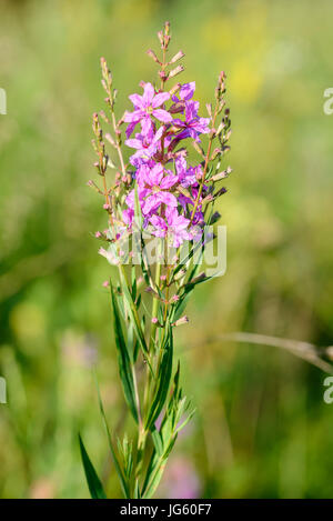 Pink Lythrum virgatum flowers also known as European wand loosestrife, growing in the meadows close to the Dnieper river in Kiev, Ukraine Stock Photo