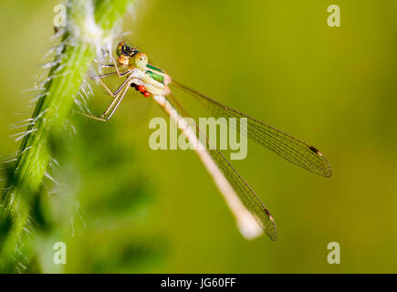 Female of Lestes barbarus damselfly, also known as southern emerald damselfly, shy emerald damselfly, and migrant spreadwing. Red Hydrachnidia parasit Stock Photo