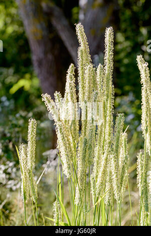 Phleum pratense plant, also known as Timothy-grass, timothy, meadow cat's-tail or common cat's tail, close to the Dnieper river in Kiev, Ukraine Stock Photo